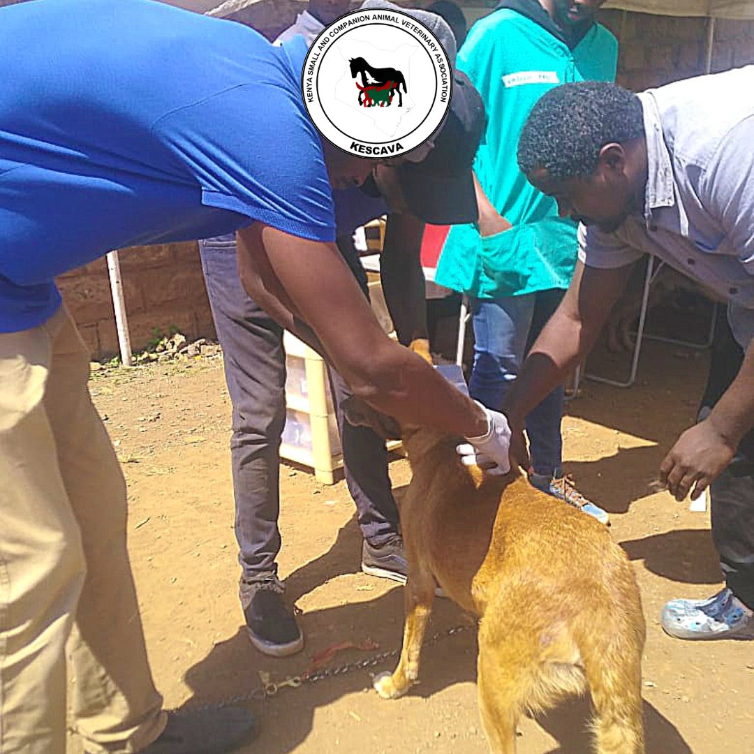 Protect your pets 🐾 from rabies with a simple rabies vaccination. 💉

Whether they're indoor buddies 🛋️ or outdoor adventurers 🌳, keeping their shots up-to-date is crucial for their health &amp; safety, as well as the safety of everyone around them. 

#RabiesPrevention #PetHealth