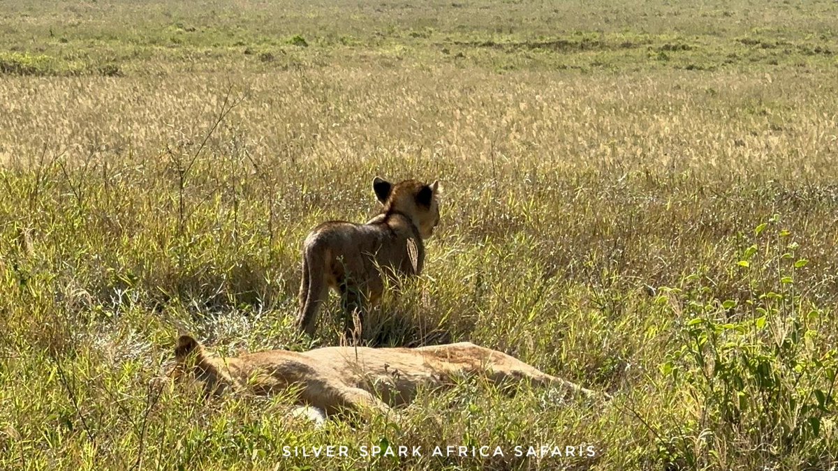 The cub may look small but weigh about 1.5 kilograms. It's just a few months to start scaring away big prey

#Lionesses #Kenya #gamedrive #safaris #SilverSparkAfrica #Places #africanphotography #Africa #traveltips #instatravel #travelgram #traveling #Safaritours
