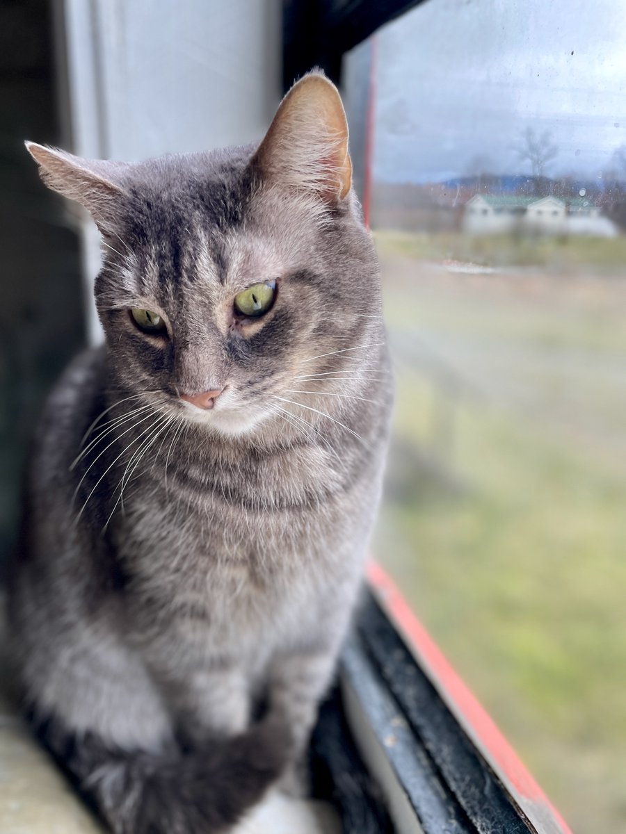 📺On today's #StraysOfOurLives, Dorian regrets his choice of #JokeOfTheDay. “What kind of beds do ginger #cats sleep on? Temper-pedic.” 🙀😸😼😸🙀
Marigold says, 'Really???. You're hopeless.' 
#va #virginia #dc #washingtondc #AdoptDontShop #CatsOnTwitter #catlovers #wednesday