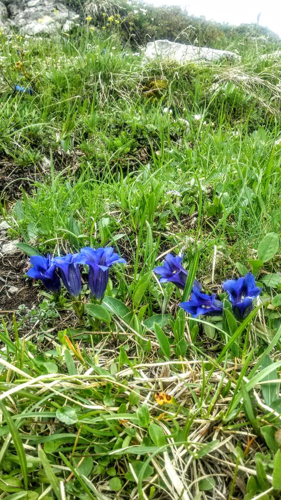 Auf dem Fellhorn, Oberstdorf.
Das ist der erste blaue Enzian, den ich draußen in der Natur sah.