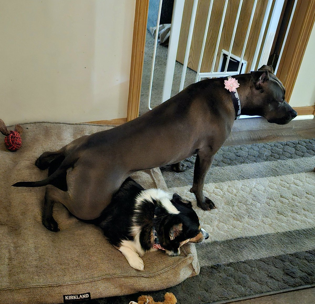 heatherh8398's tweet photo. When your pittie sister confuses your booty with a yoga ball. The price of a perfectly round booty is high my friends. 
#wheresacorgiwednesday https://t.co/ZEoOX8o5sA