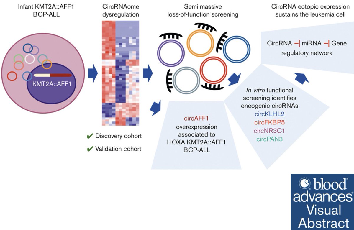 Stefania Bortoluzzi (@stefibo72) on Twitter photo Our study "Functional relevance of circRNA aberrant expression in pediatric acute leukemia with KMT2A::AFF1 fusion" is out in <a href="/BloodAdvances/">Blood Advances</a> ➡️shorturl.at/axIQ6 Grateful to all the collaborators and for <a href="/AIRC_it/">Fondazione AIRC per la ricerca sul cancro</a> support! <a href="/UniPadova/">Università di Padova</a> <a href="/DMM_Unipd/">Dipartimento di Medicina Molecolare DMM - Unipd</a> <a href="/DiBio_UniPD/">Department of Biology – University of Padova</a> <a href="/cittadlsperanza/">Fondazione Città della Speranza</a> Our study "Functional relevance of circRNA aberrant expression in pediatric acute leukemia with KMT2A::AFF1 fusion" is out in <a href="/BloodAdvances/">Blood Advances</a> ➡️shorturl.at/axIQ6 Grateful to all the collaborators and for <a href="/AIRC_it/">Fondazione AIRC per la ricerca sul cancro</a> support! <a href="/UniPadova/">Università di Padova</a> <a href="/DMM_Unipd/">Dipartimento di Medicina Molecolare DMM - Unipd</a> <a href="/DiBio_UniPD/">Department of Biology – University of Padova</a> <a href="/cittadlsperanza/">Fondazione Città della Speranza</a>