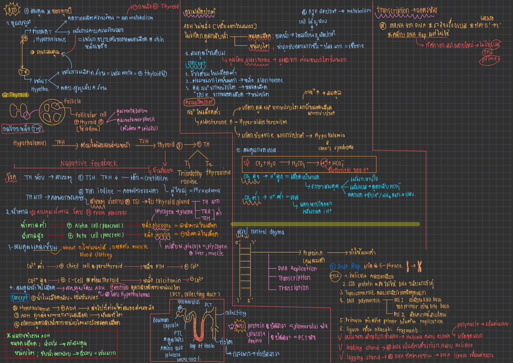 grimmiexstudyy_'s tweet photo. ชีวะประปรายค้าบ มีลงเรื่อยๆเบย
#dek67 #alevel67
https://t.co/0GbqEa46sL https://t.co/ybZ9etqYjt
