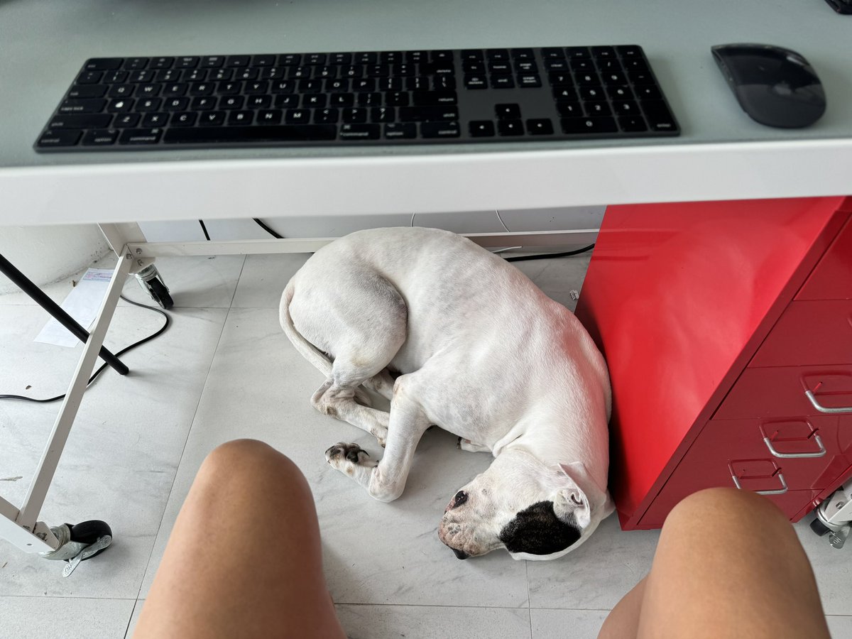 My colleagues never get this perspective when I’m on a #zoom call. I have a loyal office mate underneath my desk at all times. @humanesociety @deafdognetwork #dogsoftwitter @contextdogs @tweeetsofdogs @deafdogrescue #americanbulldogs #rescuedog