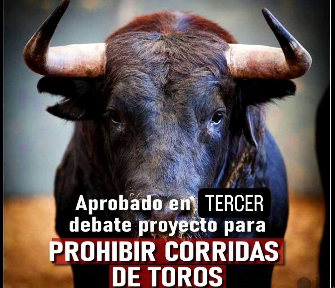 PlataformaALTO's tweet photo. ¡VICTORIA EN LA CÁMARA!🚨
Hace unos minutos fue APROBADO en TERCER debate el proyecto de ley que PROHÍBE las CORRIDAS DE TOROS en toda Colombia.
¡Un millón de gracias a los Representantes a la Cámara que alzaron su voz por los animales!❤️🐂🎉🎉🎉 https://t.co/VTfqGNdkwi