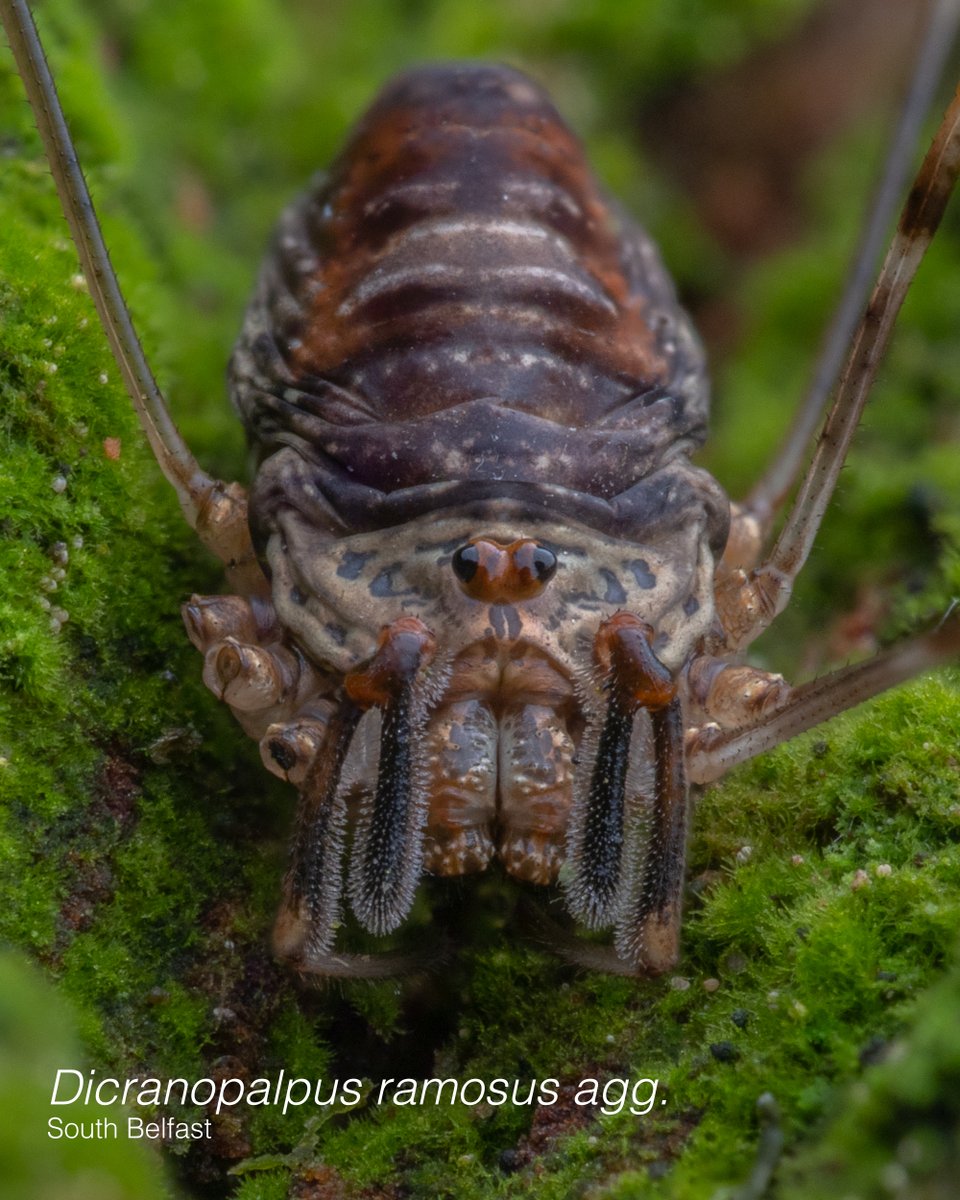 Harvestman Leg Loss:
Unlike spiders, harvestmen lack venom or webbing. Instead they opt for a range of defences from secreting a noxious chemical from glands, to playing dead, and in the case of this photograph – losing legs for a chance at escape. #OurOpiliones