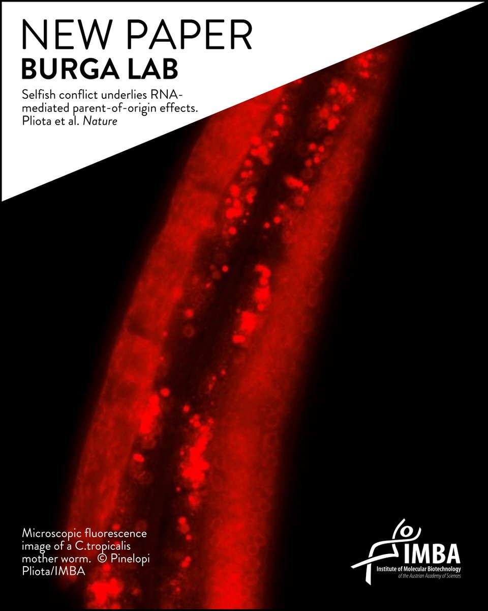 IMBA imbavienna.bsky.social (@imba_vienna) on Twitter photo New manuscript alert! Writing in <a href="/Nature/">nature</a>, the Burga Lab (<a href="/arburga/">Alejandro Burga</a>) describe a genomic silencing mechanism which represses a selfish genetic element in the eggs of the nematode C.tropicalis only when it is paternally inherited. Their findings reveal the potential evolutionary New manuscript alert! Writing in <a href="/Nature/">nature</a>, the Burga Lab (<a href="/arburga/">Alejandro Burga</a>) describe a genomic silencing mechanism which represses a selfish genetic element in the eggs of the nematode C.tropicalis only when it is paternally inherited. Their findings reveal the potential evolutionary