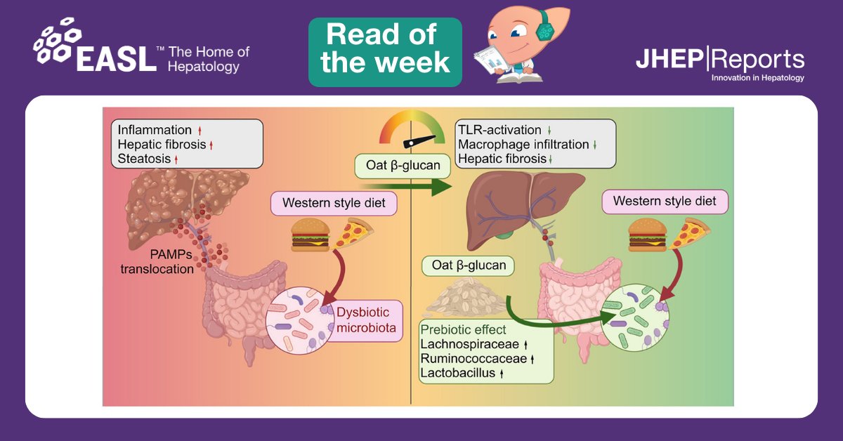 The authors of today’s #readoftheweek📚 investigated the effect of oat beta-glucan on the gut-liver axis and fibrosis development in a mouse model of metabolic dysfunction-associated steatotic liver disease #MASLD Read here this🔓 #openaccess @JHEP_Reports article:…