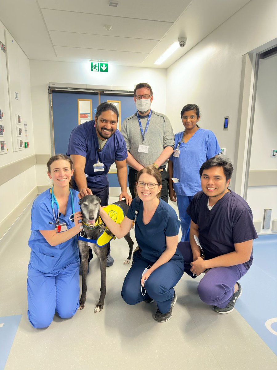 Meet Pop, a welcoming addition to the Team ICU. 🐾 Providing Animal Assistance  Therapy for ICU patients⭐️ An amazing benefit to our patients and staff by visiting the ICU. Thanks to Peata Pet Therapy for assisting in making this possible.💫 #pettherapy #ICUrehabilitation
