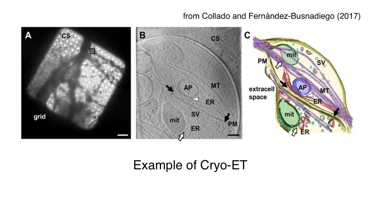 We have a new, comprehensive review from Daniel Lévy and @DeziManuela (@institut_curie) on Cryo-Electron Microscopy of Membrane Contact Sites. Multiple powerful techniques are only applied by a few groups currently. The review aims to widen appreciation to increase uptake.