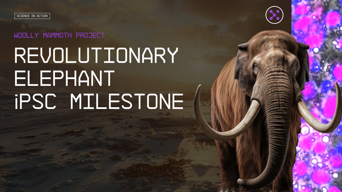 Our Woolly Mammoth team has achieved a global-first iPSC breakthrough! 🏆   

iPSC cells represent a single cell source that can propagate indefinitely and elephant iPSCs (the most elusive iPSCs to date) are now obtainable!  

#bioscience #deextinction #technology