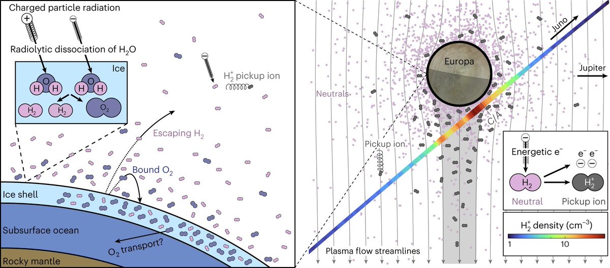 Juno's observations of H2+ and O2+ from the dissociation of Europa's icy surface infer an O2 production rate lower than previously thought. This finding suggests that the paths to habitability of Europa's internal ocean are narrower. Szalay et al.: nature.com/articles/s4155…