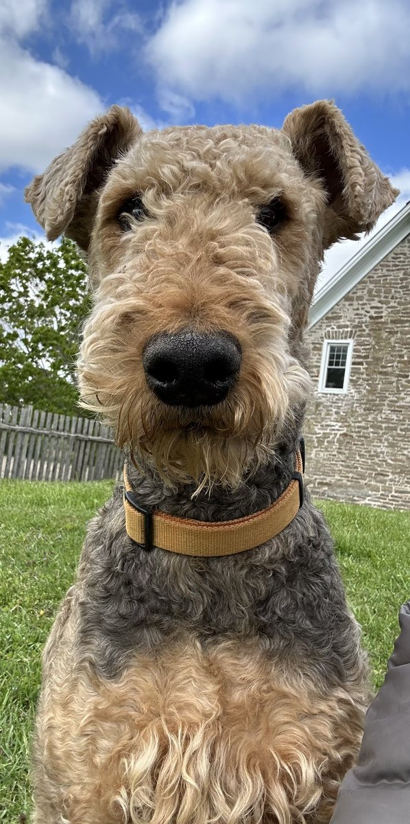 Sad news: Our beloved fella Seven Airedale has gone OTRB 🌈 His kidneys failed 😔 We are beyond heartbroken 💔 Run Free sweet Seven 🌈 We will always LOVE ❤️ you XO