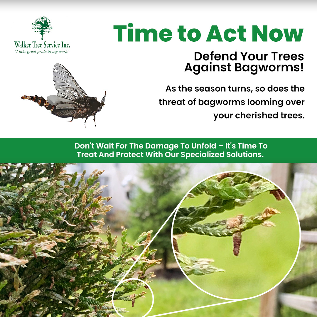 TreeWalker's tweet image. The threat of bagworm infestation looms over your beloved trees. Don&apos;t let this menace take hold and cause irreversible damage.  Contact us now to learn more about our proactive solutions and protect your green assets for years to come! 
#WalkerTreeService #TreeCare #Bagworms
