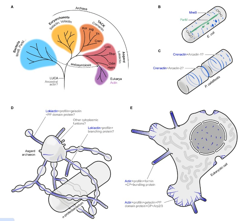 Mapping the structure &amp; function of actin-like proteins in archaea provides insights into the evolutionary relationship between filaments found in bacteria &amp; actin cytoskeletons that characterize eukaryotic cells. Learn more in this #JBacteriology review: asm.social/1JS