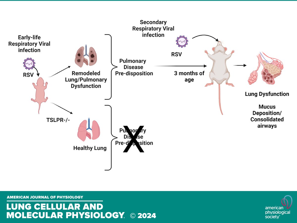 AJPLung's tweet image. 🔬Breaking research from #CFP Targeting Airway Immunity in Lung Disease: &quot;Early-life respiratory virus infection can alter lung structure and function long-term&quot; (Malinczak et al.) 

APS March Featured Article
ow.ly/cKGE50QMFtU

#lungfunction #RSV #virus
