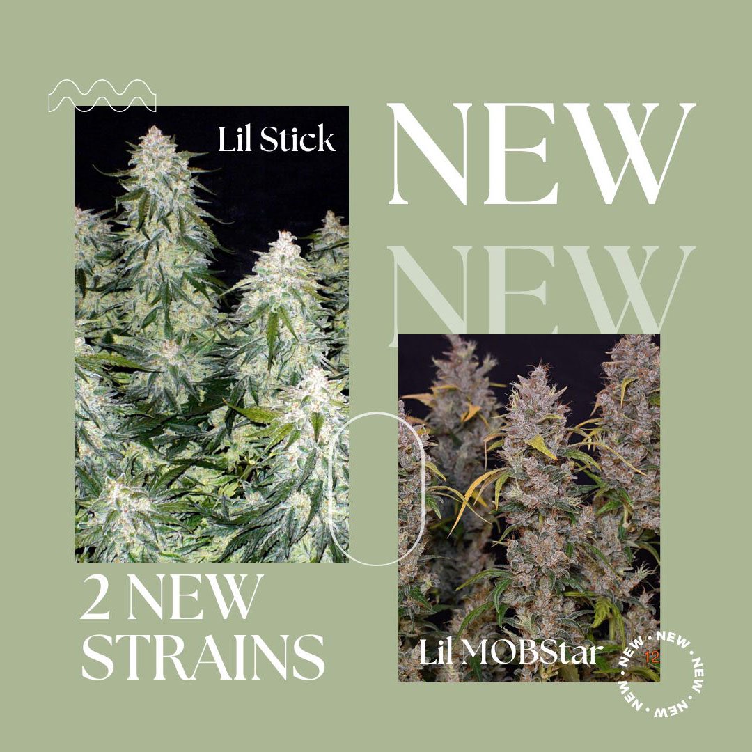 2 new strains online!  Our testers loved these!  theautoflowerstore.com/collections/fr…

#homegrow #growyourownmeds #growyourown #autoflowerseeds #autofloweringseeds #ruderalis #growninsoil #growlife #trichomes #cannabinoids #terpenes #WeedLovers #weedporn