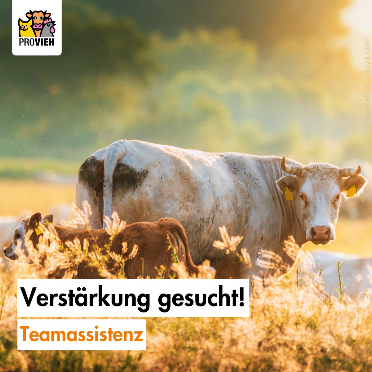 ✨Unser #Team braucht Verstärkung!✨

👉 Du möchtest dich beruflich für den #Nutztierschutz einsetzen & Teil eines jungen, dynamischen Teams in einer #NGO werden?

👉 Dann bewirb dich bei uns für die: Teamassistenz!

👉Infos: provieh.de/helfen/jobs-un… 

Wir freuen uns auf dich!🧡