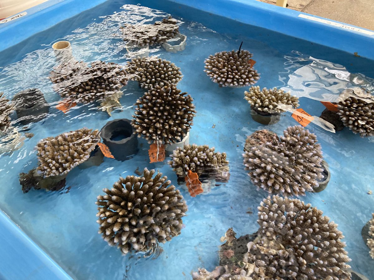 📣Exciting research opportunity in coral restoration in Palau! Join @PICRCPalau and work together with us at the @Coralassist_Lab . Closing date: April 4, 2024. picrc.org/vacancy-aquari…