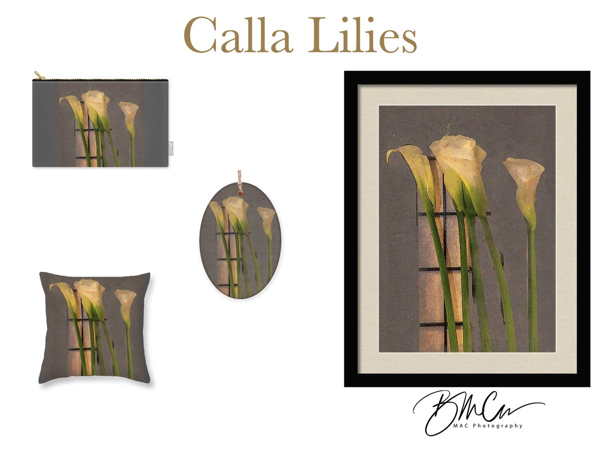 Calla Lilies is available here --> robert-mccormac.pixels.com #callalilies #flowers #watercolor #fineart #macphotographynj #bobmac27