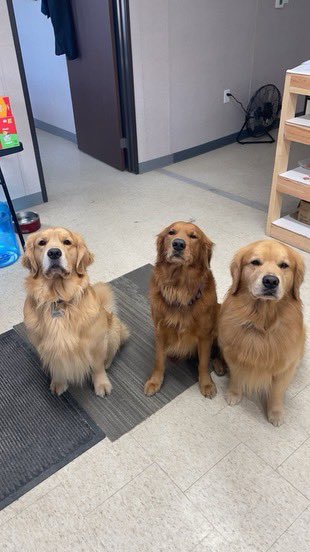 maxandfinn813's tweet photo. Take your golden to work day. Here for the morning meeting. https://t.co/0jvFyIsqtn