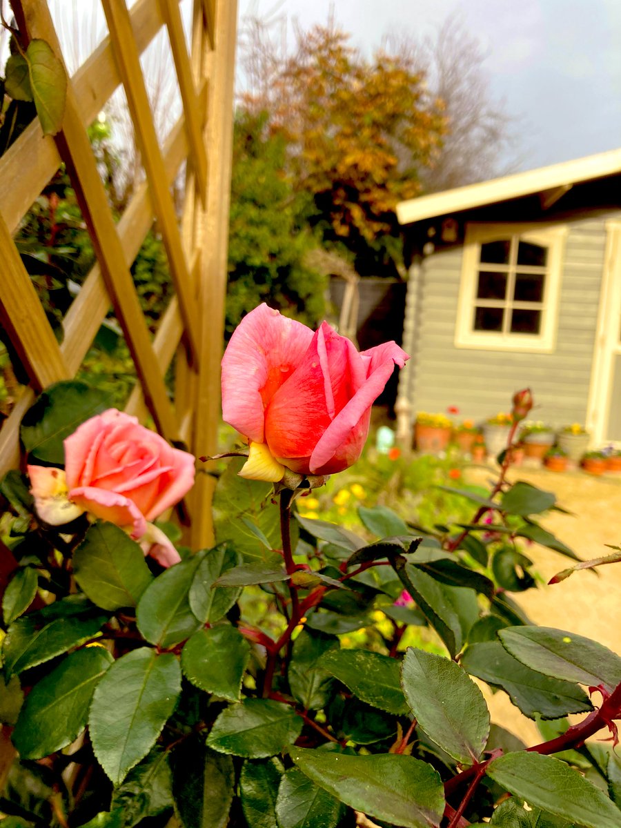 Absolutely gutted that the wind has beaten up my Rose arch. So any ideas & styles of arches from your own garden would be appreciated 💚🌸💚🌸💚🌸💚🌸💚🌸💚 #NannyGardenWorld #RoseWednesday #Roses #GardeningTwitter #GardeningX #RoseArch #FlowerGarden