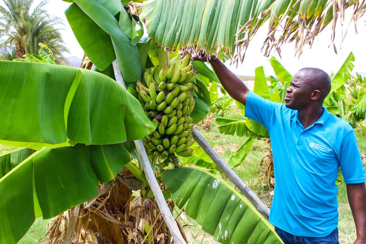EagleFMNam's tweet photo. The Namibian Agronomic Board - NAB, in collaboration with AvaGro, has initiated the first banana planting field trial project in the Singalamwe area, located in the Zambezi production zone. https://t.co/yJ23aLAn5e