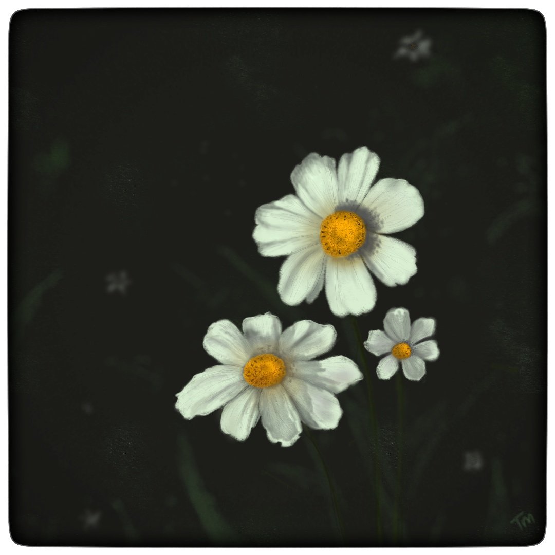 Daisies

#art #artistontwitter #artontwitter #digitalsketch #sketchbook #sketchesbytara #digitalart #daisy #daisies #floral #amateurartist #green #whiteflowers #flowers #white