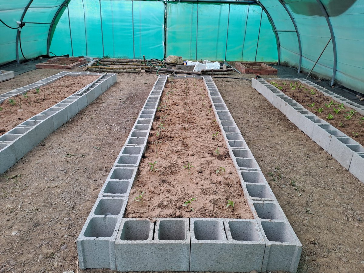 RAÍCES por UPA Joven tweet media