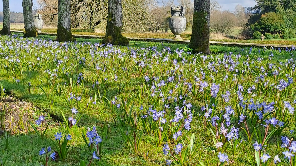 Cheerful chionodoxa flowers have started to unfurl in the lime avenue. Soon, the grass between these trees will be a haze of periwinkle blue.