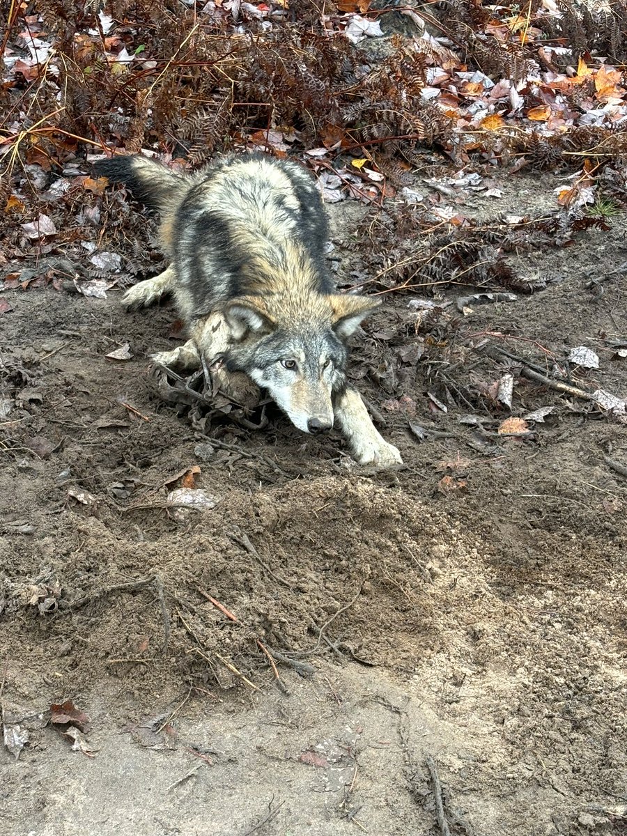 discountwendigo's tweet photo. @3cCustom This past fall I caught just as many wolves as I did coyotes trapping, same set 2 days apart, 24lb coyote and 72lb wolf https://t.co/lxahDUiKZ3