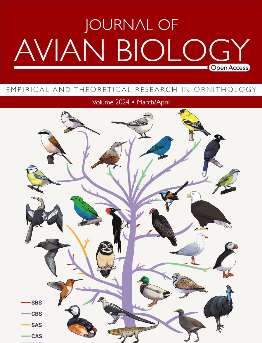 The new issue is out! ➡️ vist.ly/38ej2 Cover by artist and biologist Lauren Helton featuring the article by Pyle et al, depicting an avian evolutionary tree with moult strategies mapped onto it. @NordicOikos #ornithology #moult #birds