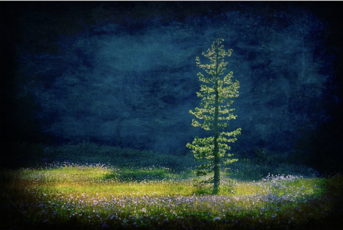 Non-Fungible Plants 🌱 tweet media