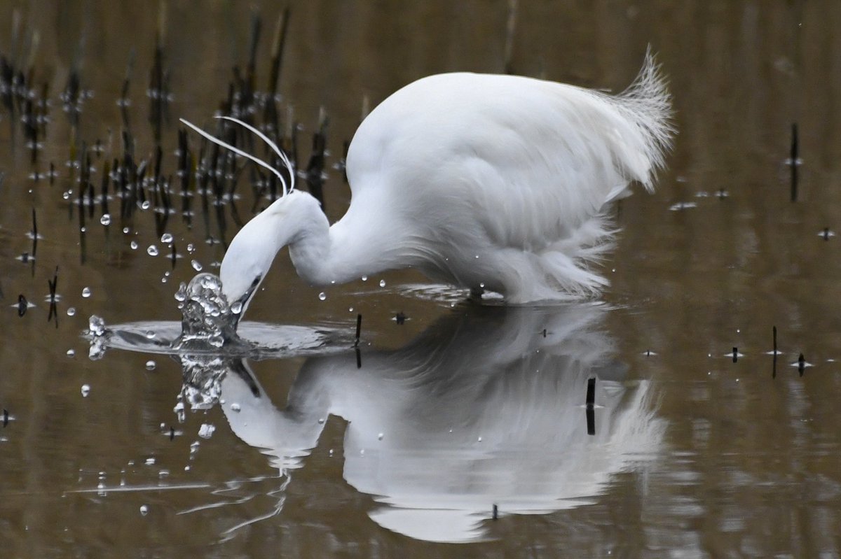 Splash goes the Little Egret. #TwitterNatureCommunity