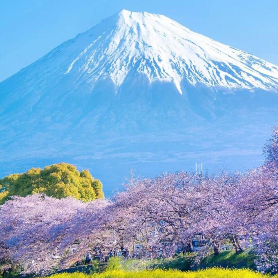 Mount Fuji: where every angle is a postcard-worthy view. 📸 
#ピクチャーパーフェクト