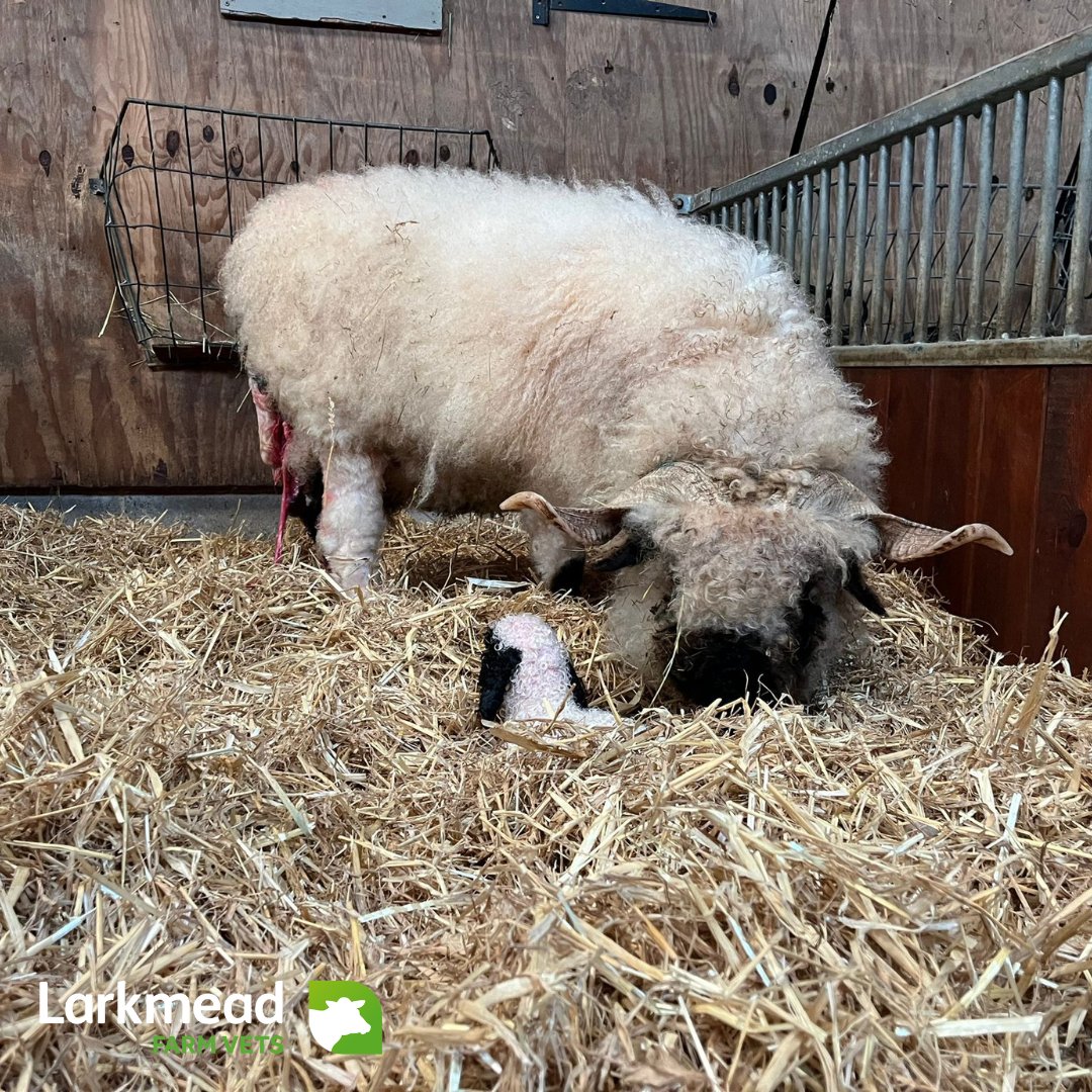Heading into the busiest season of the year . . .  Adelle helped welcome this little Valais Blacknose lamb into the world yesterday afternoon. How's your lambing going?