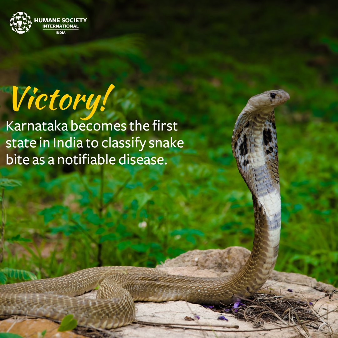 We're thrilled to announce a monumental breakthrough from our wildlife department that not only signifies a significant milestone for HSI/India and #TheLianaTrust but also heralds a new era of safer #coexistence between humans and snakes across Karnataka and potentially beyond!