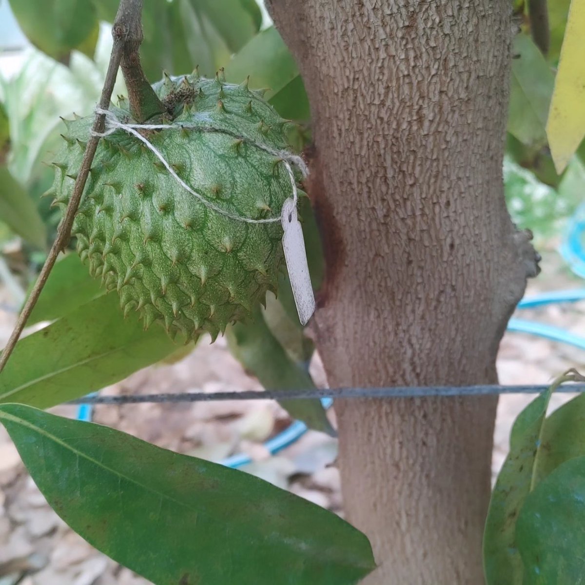 Continúa el #prestrip #IFAJSpain2024 con la visita de Estación Experimental del IHSM La Mayora en #algarrobo #malaga @ihsm_la_mayora_csic
Hemos podido conocer las investigaciones en hortofrutícolas subtropicales

#research #tropicalfruit 
<a href="/APAE_informa/">APAE</a> 
<a href="/IFAJ/">ifaj.org</a>