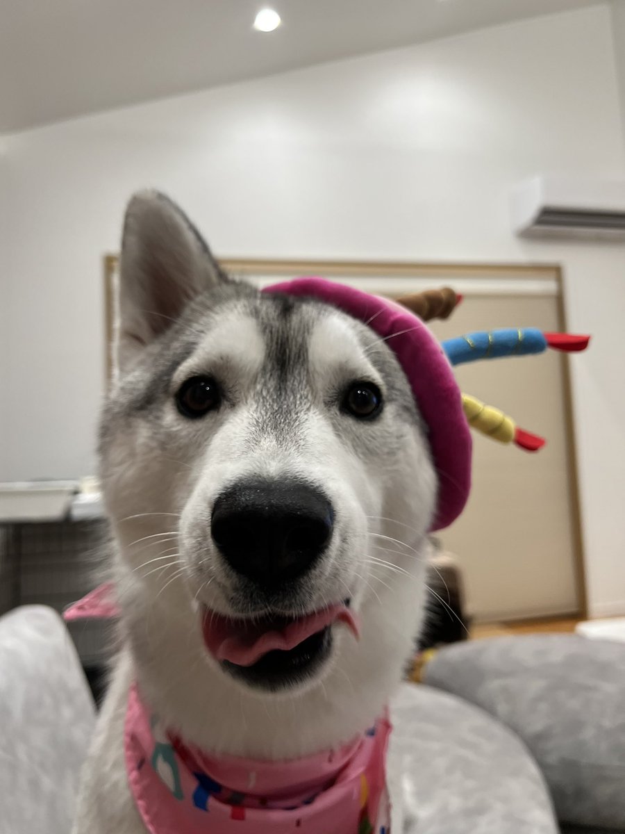 Ryu.sei@我が家に🐾もか🐾が仲間入り♪ tweet media