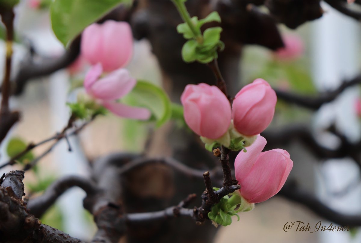 Tah_In4ever's tweet photo. 꽃이 피는 곳에,
희망도 피어납니다.
_Lady Bird Johnson
#모과나무 https://t.co/cT6GigGqHu