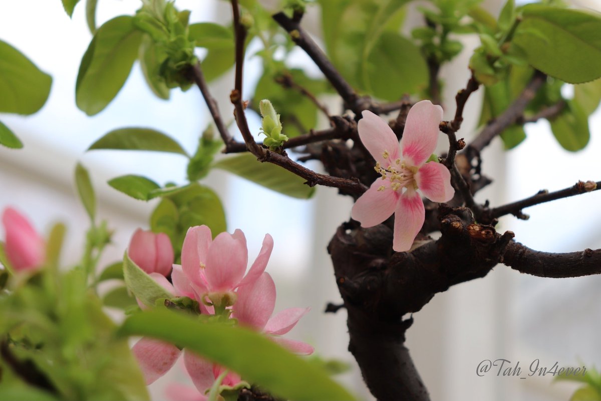 Tah_In4ever's tweet photo. 꽃이 피는 곳에,
희망도 피어납니다.
_Lady Bird Johnson
#모과나무 https://t.co/cT6GigGqHu