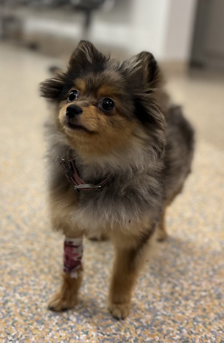 Sherice_G's tweet image. Last month Puff cost me a small fortune in vet bills.
Insurance aren't covering it so I'm offering "Pay What You Can" Script Notes to try and pay off some of the debt.
Details on my website 🐶✍️shericegriffiths.com/script-consult…
#ScriptNotes #WritingCommunity #Writing #Script