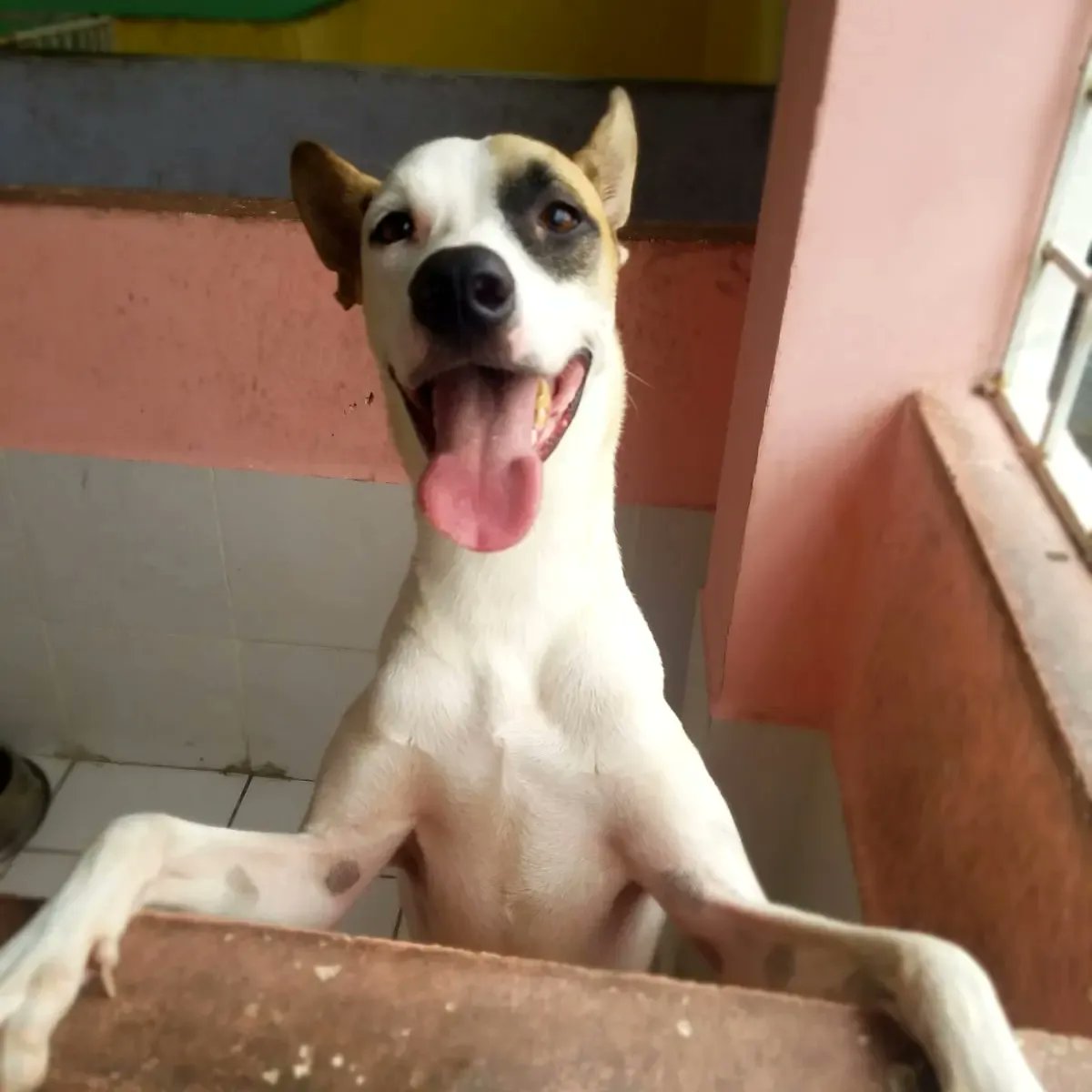 yoamoanimales's tweet photo. Abrimos espacios para que nuestros seguidores y personas que deseen adoptar puedan conocer a nuestros rescatados .
Este sábado estaremos en @citypetec El Buijo donde podrás conocer a nuestros perritos y gatitos en adopción
Horario : 10:00 -16:00
Además tendremos brigada médica! https://t.co/LjPcmhK2E6