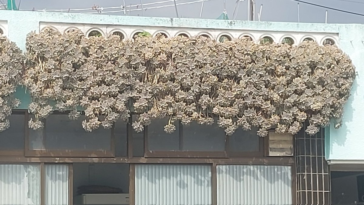 zlddhkd2911's tweet image. 다육식물이 놀랍도록 피어나다 
#다육식물
#광양읍
#매일시장