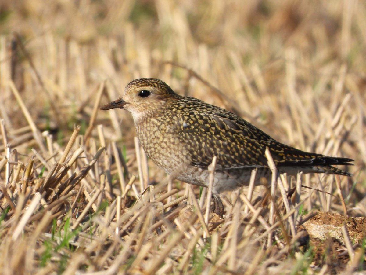 A beautiful Golden Plover for #WaderWednesday 😍