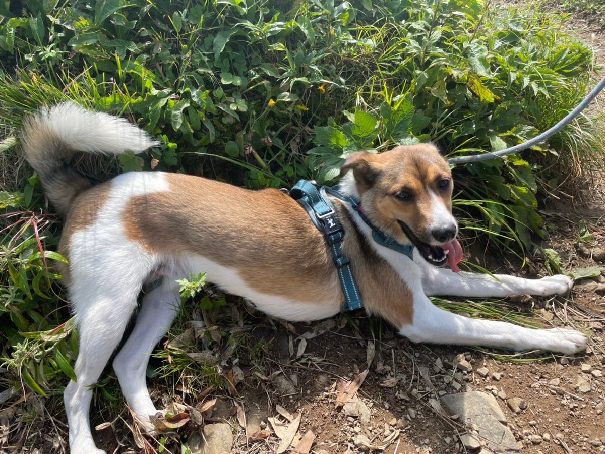 愛犬ウッディが釧路湿原コッタロ展望台から行方不明になりました。
鹿を追っていきましたが、その後の捜索でも見つからず、何か情報がありましたらご連絡お願いします。
名前　ウッディ
年齢　2歳
性別　オス
犬種　雑種
体重　16キロ（中型犬）
色　白と茶
#迷い犬　#迷子犬　#行方不明犬　#北海道