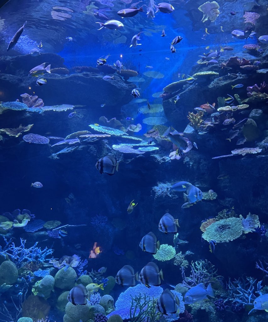 yoxrgravity's tweet image. อยากไปอควาเรียมกับแก
 𓂂𓏸 𓆟 𓇼 𓆞 𓂂