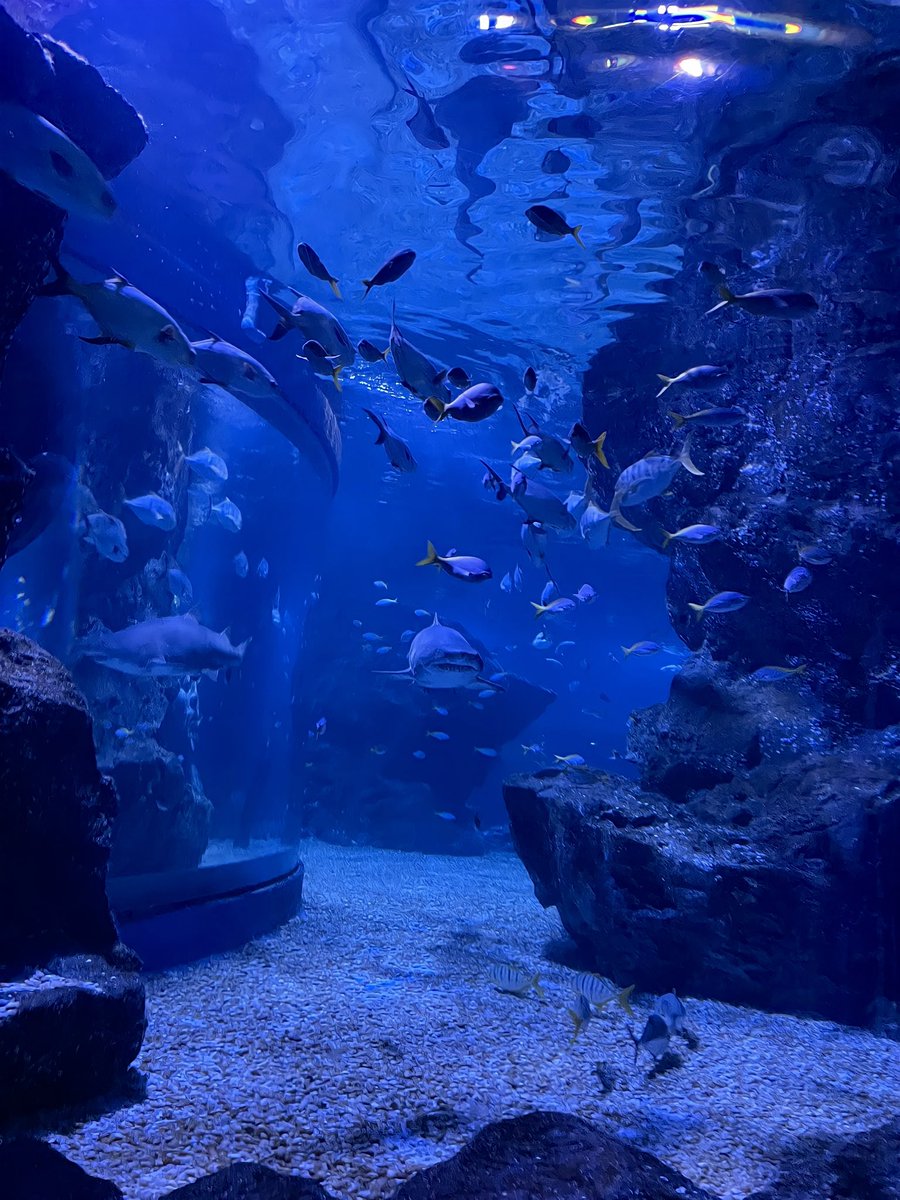 yoxrgravity's tweet image. อยากไปอควาเรียมกับแก
 𓂂𓏸 𓆟 𓇼 𓆞 𓂂