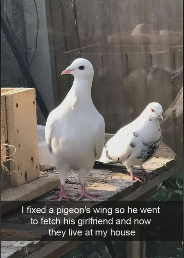 RespectfulMemes's tweet photo. https://t.co/lfAcvmhqPr