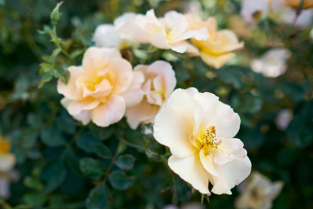 49throses tweet media